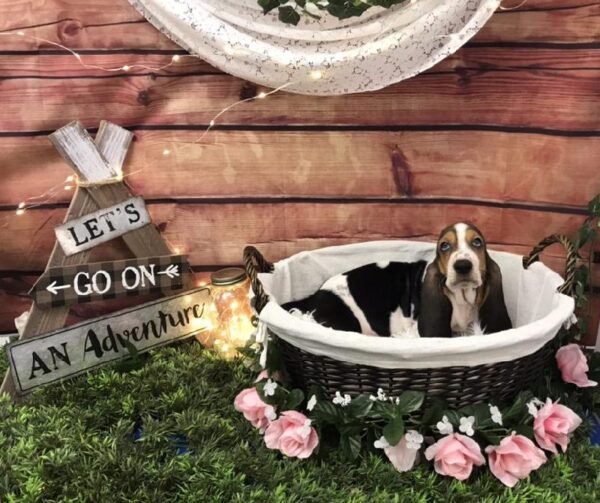 Basset Hound DOG Male Black Brown and White 7562 Petland Robinson, PA