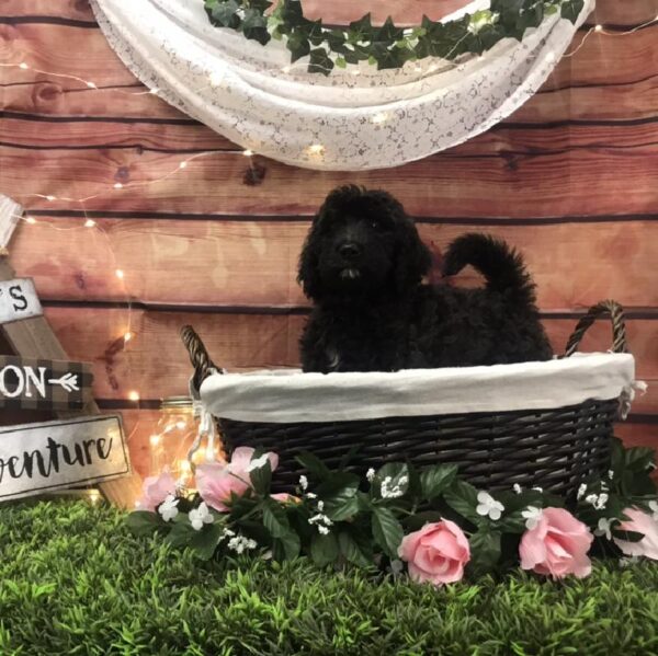 Mini Labradoodle DOG Male Black 7576 Petland Robinson, PA