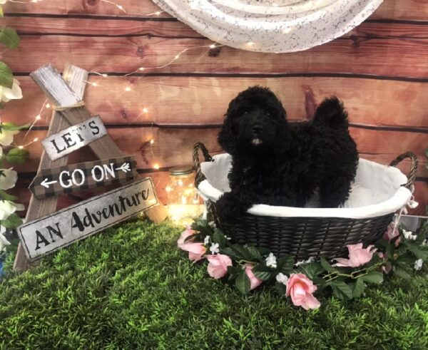 Mini Labradoodle-DOG-Male-Black-7575-Petland Robinson, Pittsburgh, PA