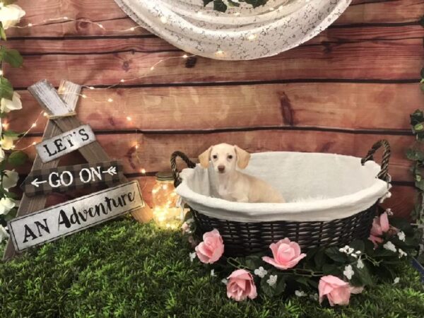 Chiweenie-DOG-Female-Cream-7589-Petland Robinson, PA