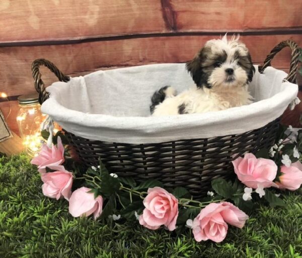 Shih Tzu DOG Male Gold / White 7586 Petland Robinson, PA