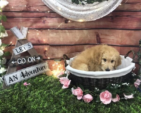 Goldendoodle-DOG-Male-Golden-7590-Petland Robinson, PA