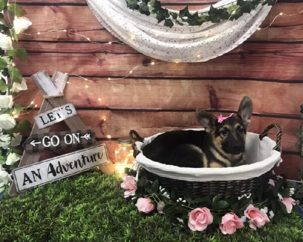 German Shepherd-DOG-Female-Black / Tan-7529-Petland Robinson, Pittsburgh, PA