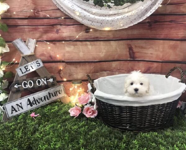 Havanese-DOG-Female-Cream-7587-Petland Robinson, PA