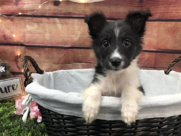 Sheltie-DOG-Male-Black White / Tan-7594-Petland Robinson, Pittsburgh, PA