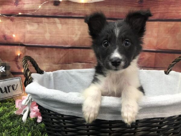 Sheltie DOG Male Black White / Tan 7594 Petland Robinson, PA