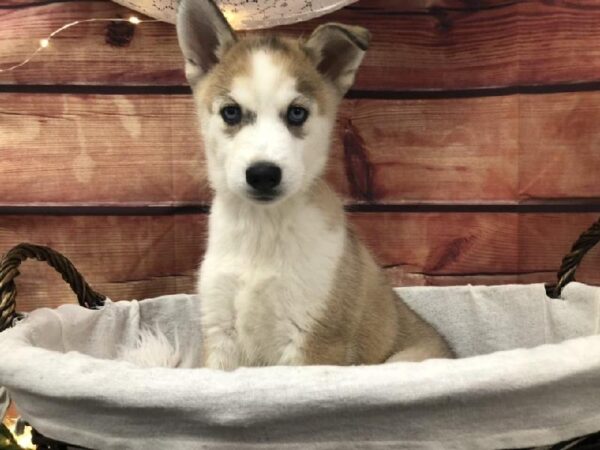 Siberian Husky DOG Female Sable / White 7591 Petland Robinson, PA