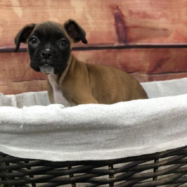 Boxer DOG Female Fawn 7613 Petland Robinson, PA