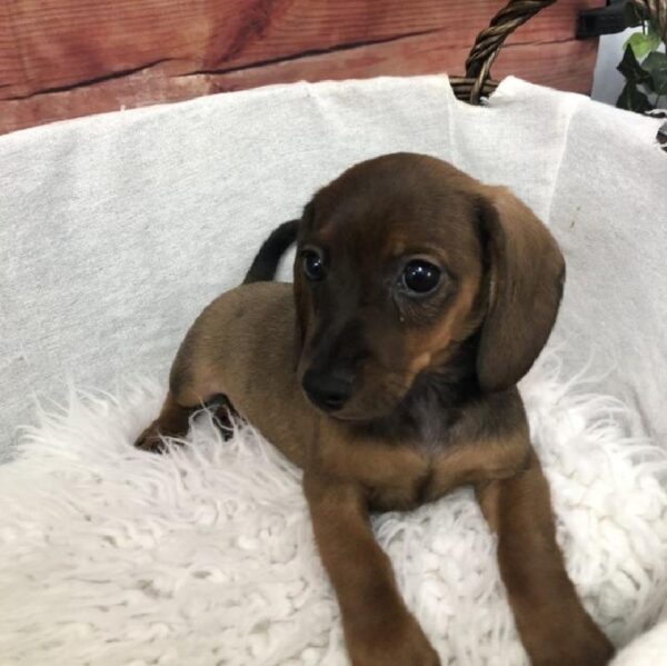 Dachshund DOG Female Red 7606 Petland Robinson, PA