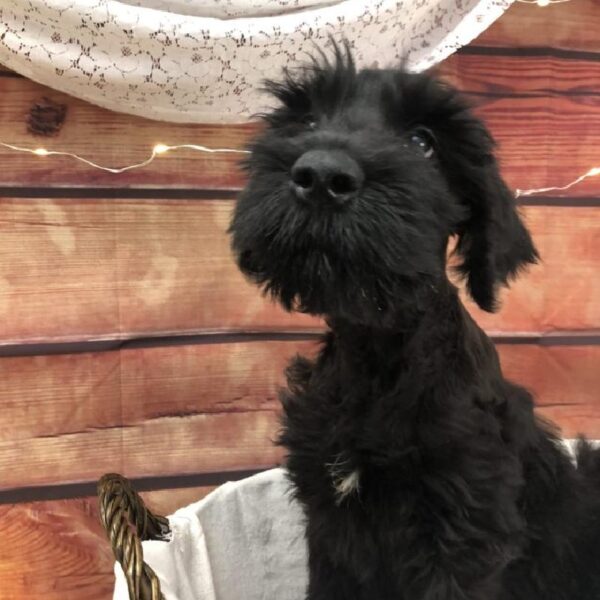 Giant Schnauzer DOG Male Black 7605 Petland Robinson, PA