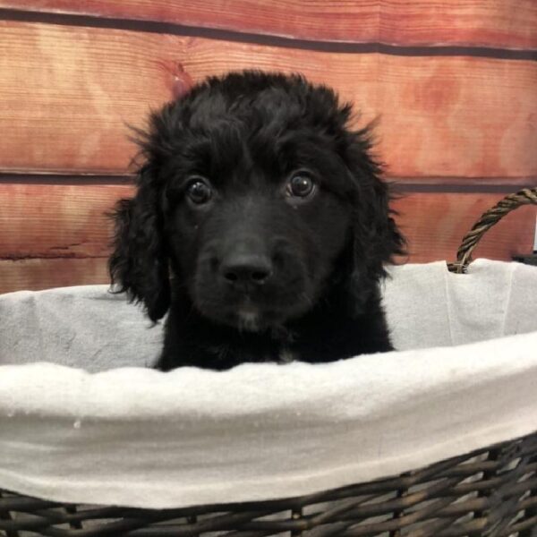 Bernedoodle-DOG-Female-Black-7604-Petland Robinson, Pittsburgh, PA