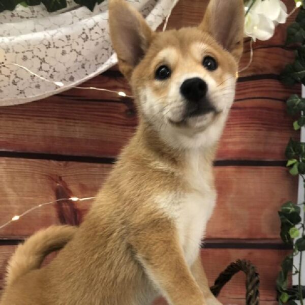 Shiba Inu DOG Female Red 7601 Petland Robinson, PA