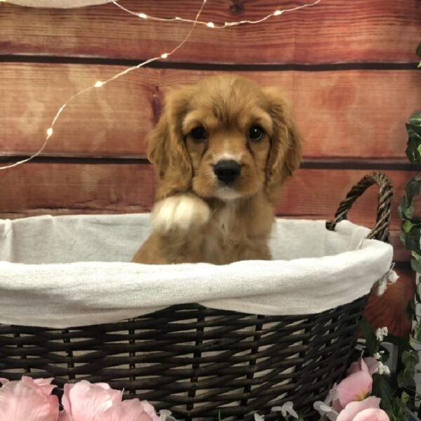 Cockapoo DOG Male Red 7600 Petland Robinson, PA