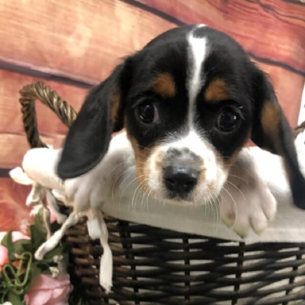 Beaglier-DOG-Male-Black White and Tan-7599-Petland Robinson, Pittsburgh, PA