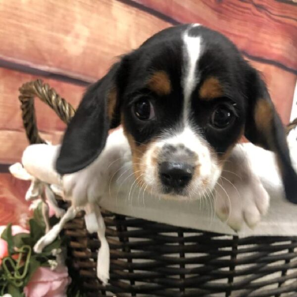 Beaglier DOG Male Black White and Tan 7599 Petland Robinson, PA