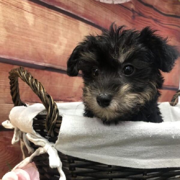 Yorkie-Poo DOG Male Black / Tan 7628 Petland Robinson, Pittsburgh, PA