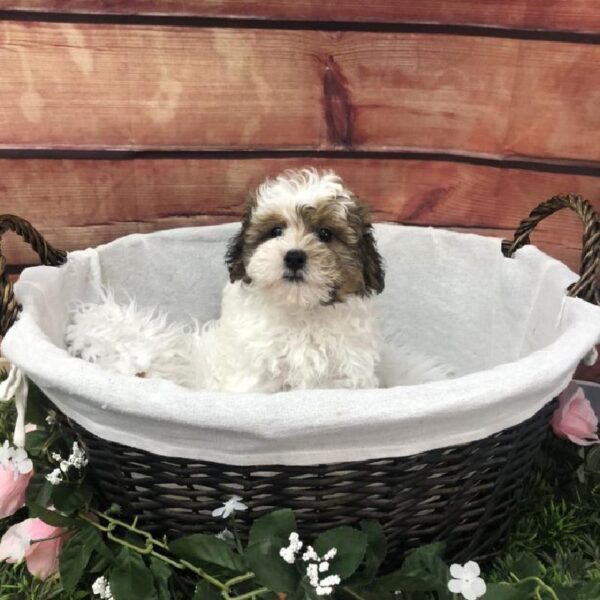 Teddy Bear-DOG-Male-Sable-7627-Petland Robinson, Pittsburgh, PA