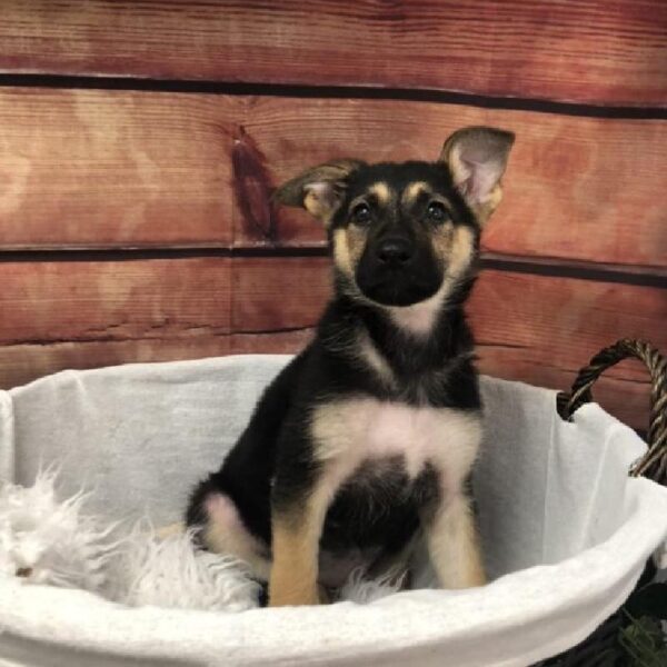 German Shepherd-DOG-Female-Black / Tan-7626-Petland Robinson, Pittsburgh, PA