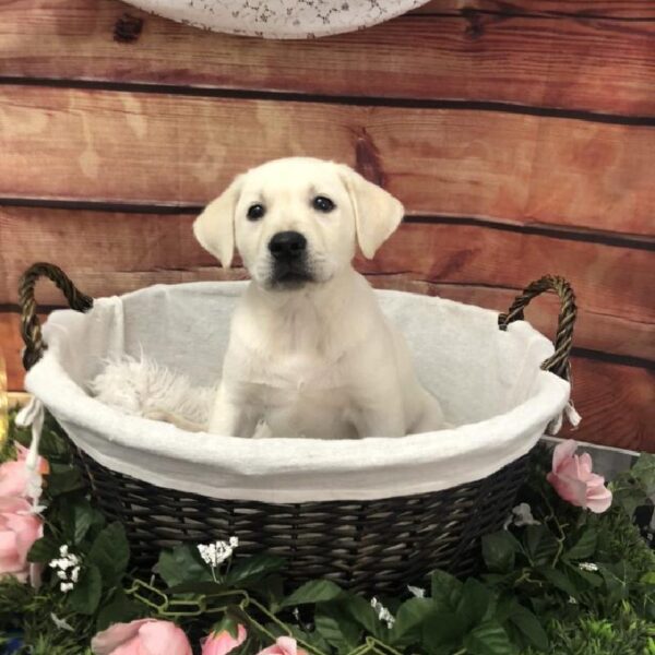 Labrador Retriever DOG Male Yellow 7624 Petland Robinson, PA