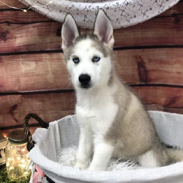 Siberian Husky-DOG-Male-Sable / White-7623-Petland Robinson, Pittsburgh, PA