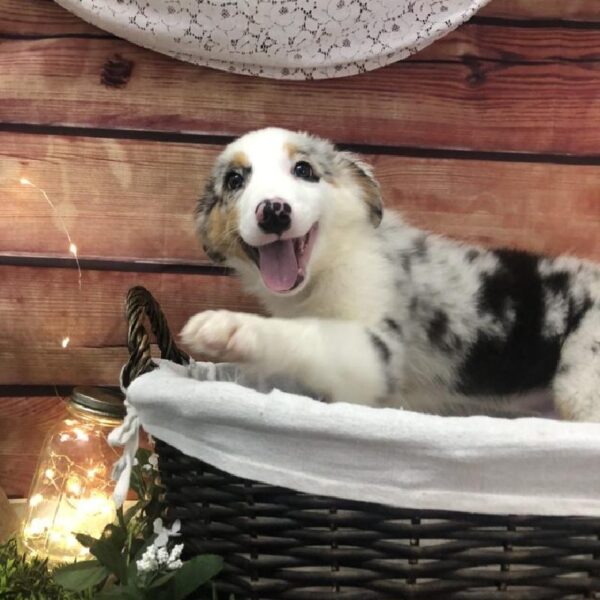 Australian Shepherd DOG Male Blue Merle 7622 Petland Robinson, PA