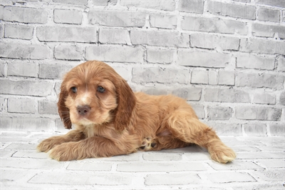 Cockalier DOG Male Buff 7629 Petland Robinson, PA