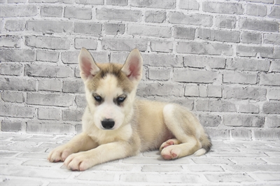 Siberian Husky DOG Male Sable and White 7631 Petland Robinson, PA