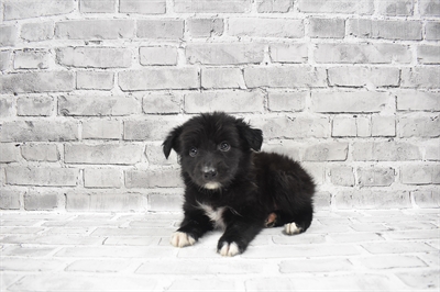 Miniature Australian Shepherd-DOG-Male-Black-7632-Petland Robinson, Pittsburgh, PA