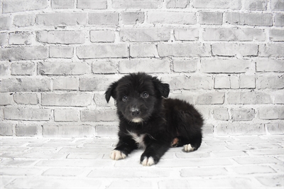 Miniature Australian Shepherd DOG Male Black 7632 Petland Robinson, PA