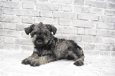 Mini Schnauzer-DOG-Male-Black and Silver-7633-Petland Robinson, Pittsburgh, PA