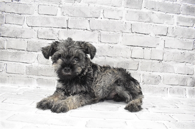 Mini Schnauzer DOG Male Black and Silver 7633 Petland Robinson, PA