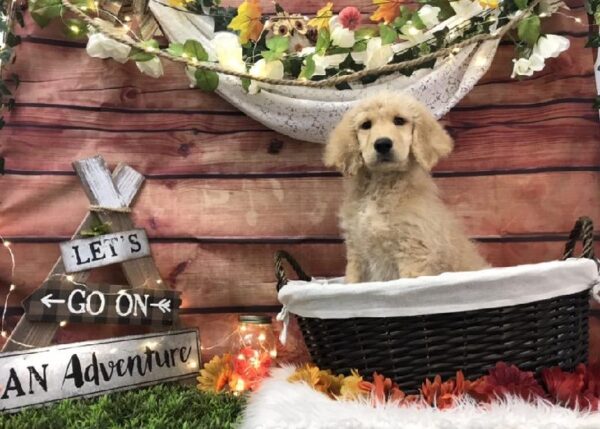 Goldendoodle DOG Male Cream 7641 Petland Robinson, PA