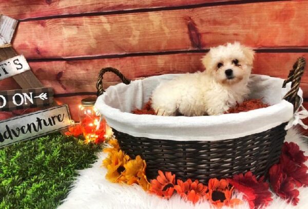 Coton De Tulear-DOG-Male-White-7639-Petland Robinson, Pittsburgh, PA