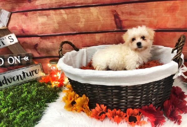 Coton De Tulear DOG Male White 7639 Petland Robinson, PA