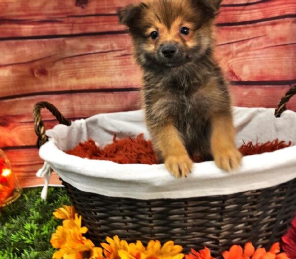 Pomeranian DOG Male Red Sable 7654 Petland Robinson, PA