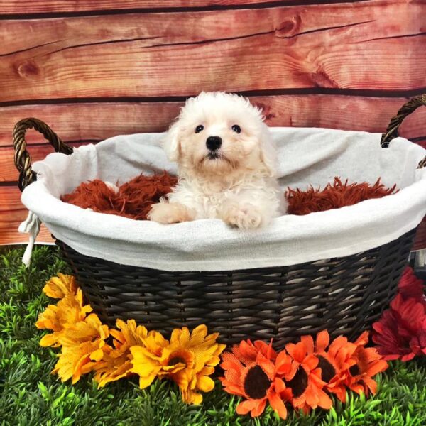 Maltipoo-DOG-Female-White-7652-Petland Robinson, Pittsburgh, PA