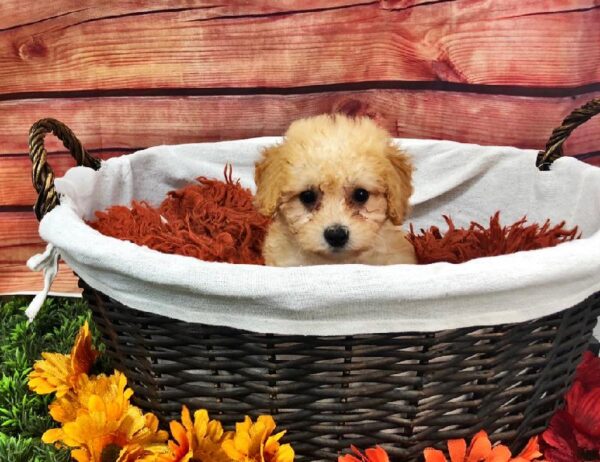 Bichon- Poo-DOG-Female-Apricot-7651-Petland Robinson, Pittsburgh, PA