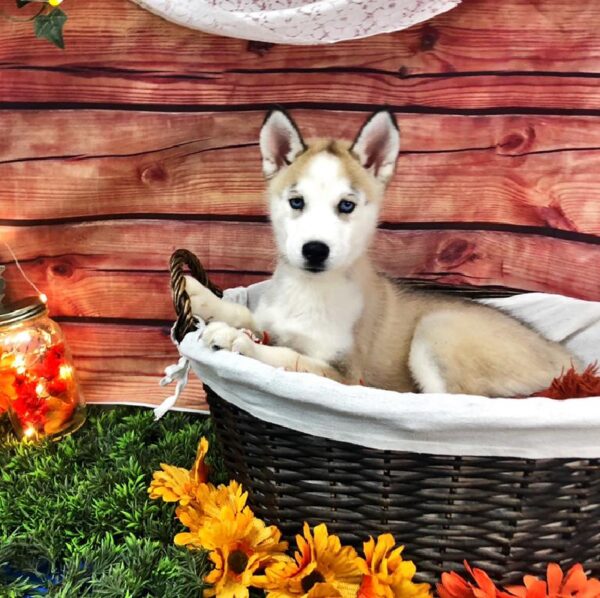 Siberian Husky DOG Female Sable / White 7649 Petland Robinson, PA