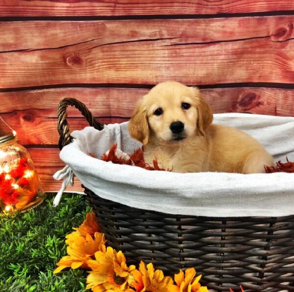 Golden Retriever-DOG-Female-Golden-7655-Petland Robinson, Pittsburgh, PA