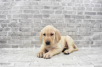 Labrador Retriever DOG Male Yellow 7656 Petland Robinson, PA