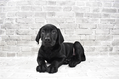 Labrador Retriever-DOG-Female-Black-7657-Petland Robinson, Pittsburgh, PA