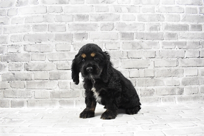 Cocker Spaniel-DOG-Male-Black and Tan-7658-Petland Robinson, Pittsburgh, PA