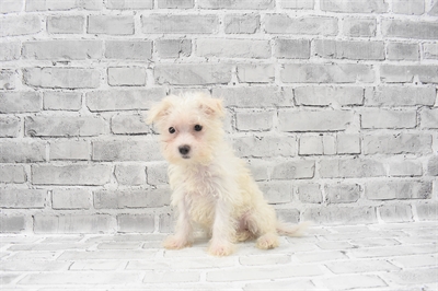 Maltese DOG Female White 7660 Petland Robinson, PA