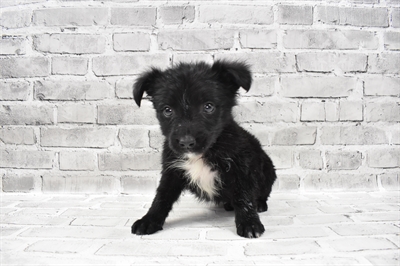 Miniature Australian Shepherd-DOG-Male-Black-7661-Petland Robinson, Pittsburgh, PA