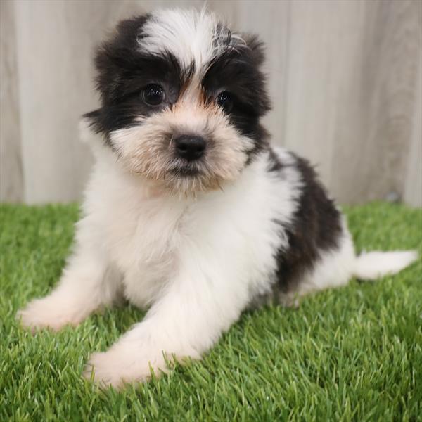 Teddy Bear-DOG-Female-Brown / White-7676-Petland Robinson, Pittsburgh, PA