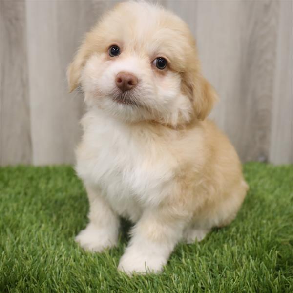 Havanese-DOG-Male-Apricot-7677-Petland Robinson, Pittsburgh, PA