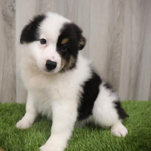 Australian Shepherd DOG Male Black 7678 Petland Robinson, PA