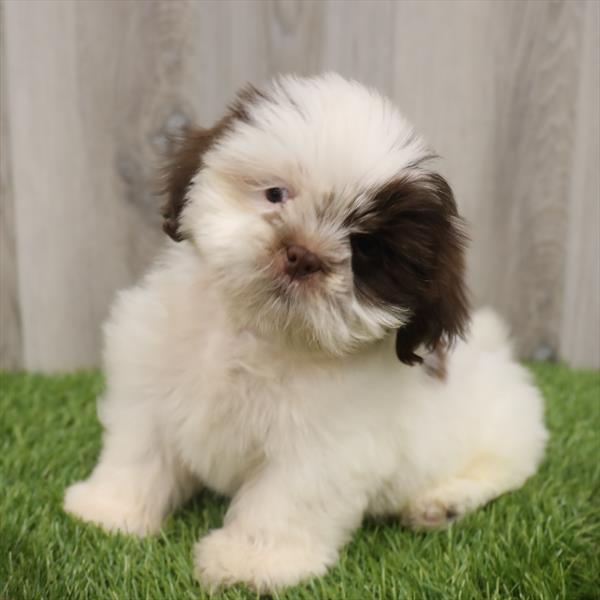 Shih Tzu DOG Male Liver / White 7679 Petland Robinson, PA