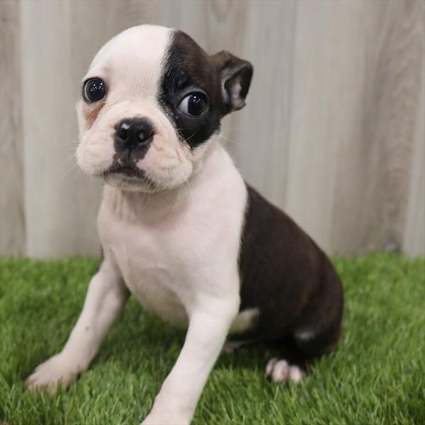 Frenchton-DOG-Male-Brindle / White-7680-Petland Robinson, Pittsburgh, PA