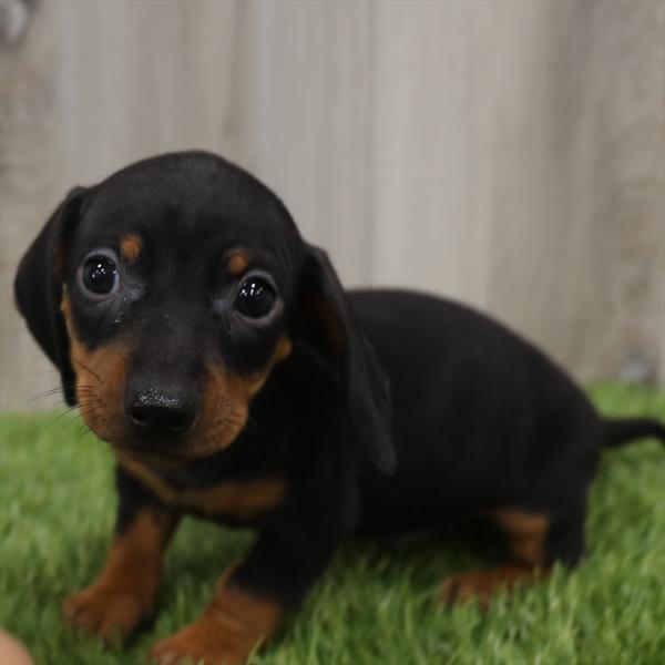 Dachshund-DOG-Male-Black / Tan-7681-Petland Robinson, Pittsburgh, PA